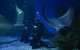 Shark Dive Experience At SEA LIFE Melbourne Aquarium - thumb 1