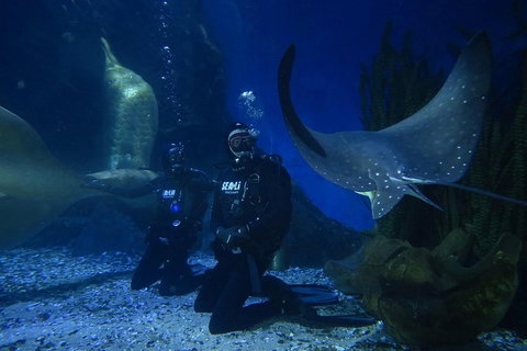 Shark Dive Experience At SEA LIFE Melbourne Aquarium - Attractions Melbourne 1
