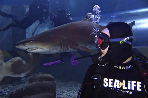 Shark Dive Experience At SEA LIFE Melbourne Aquarium - Attractions Melbourne 2