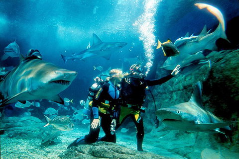 Shark Dive Experience At SEA LIFE Melbourne Aquarium - Attractions Melbourne 3