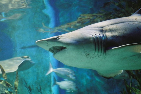 Shark Dive Experience At SEA LIFE Melbourne Aquarium - Attractions Melbourne 4