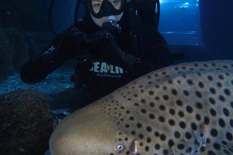 Shark Dive Experience At SEA LIFE Melbourne Aquarium - Attractions Melbourne 5