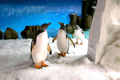 Penguin Passport At SEA LIFE Melbourne Aquarium - Attractions Melbourne 1