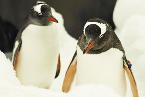 Penguin Passport At SEA LIFE Melbourne Aquarium - Attractions Melbourne 2
