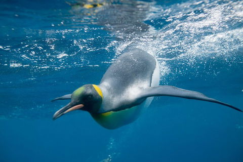 Penguin Passport At SEA LIFE Melbourne Aquarium - Attractions Melbourne 3
