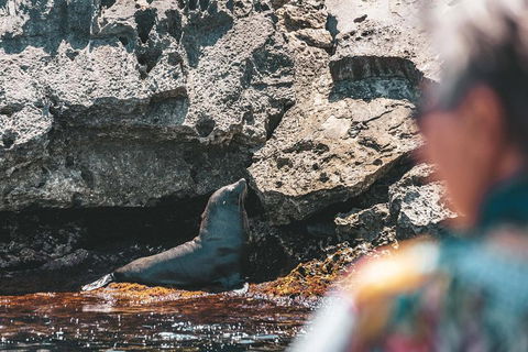 Adventure Rottnest Tour With Ferry & Adventure Cruise From Perth Or Fremantle - Attractions Melbourne 1