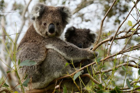 Melbourne Combo: Great Ocean Road + Phillip Island Express + Attraction Pass - Attractions Melbourne 2