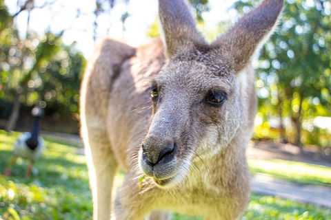 Virtual Interactive Australian Wildlife Tour With Private Guide-Wildlife Habitat - Attractions Melbourne 2