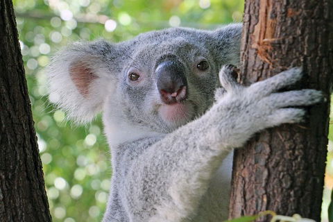 Virtual Interactive Australian Wildlife Tour With Private Guide-Wildlife Habitat - Attractions Melbourne 3