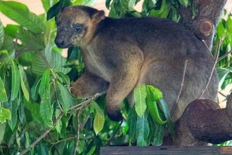 Virtual Interactive Australian Wildlife Tour With Private Guide-Wildlife Habitat - Attractions Melbourne 4