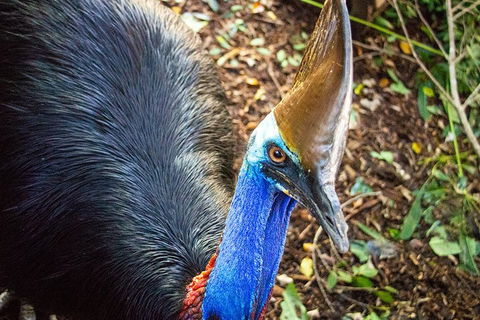 Virtual Interactive Australian Wildlife Tour With Private Guide-Wildlife Habitat - Attractions Melbourne 5