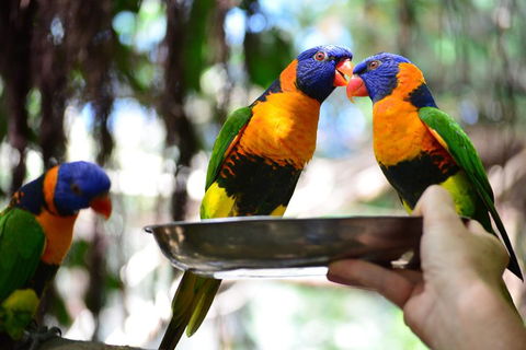 Wildlife Habitat Port Douglas - Attractions Melbourne 0
