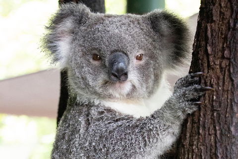 Wildlife Habitat Port Douglas - Attractions Melbourne 1
