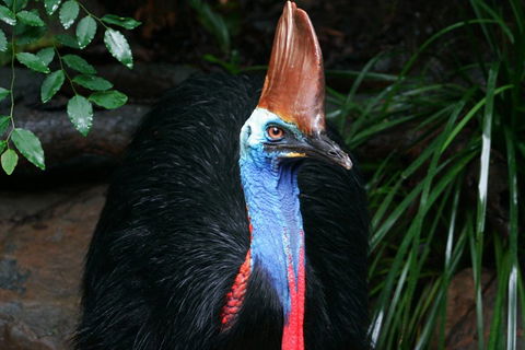 Wildlife Habitat Port Douglas - Attractions Melbourne 3
