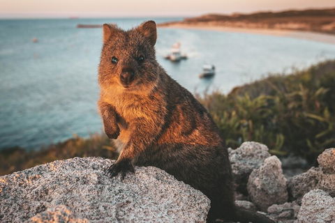 Rottnest Island Roundtrip Fast Ferry From Hillarys Boat Harbour - Attractions Melbourne 5