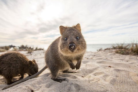 Rottnest Bayseeker Bus Tour From Hillarys Boat Harbour - Attractions Melbourne 1