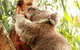 Small-Group Phillip Island Day Trip From Melbourne - thumb 0