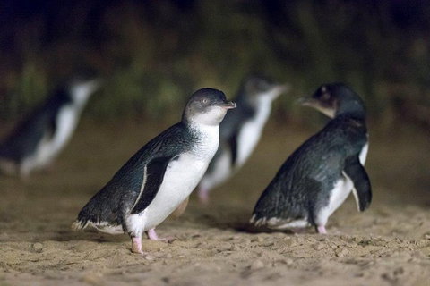 Small-Group Phillip Island Day Trip From Melbourne - Attractions Melbourne 5
