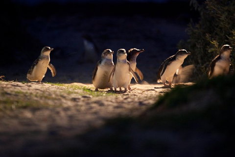 Melbourne City Tour And Phillip Island In One Day - Attractions Melbourne 4