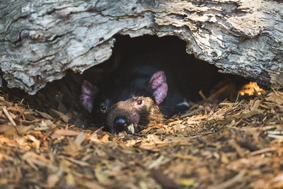 Private Tour Phillip Island Penguin Parade and Moonlit Sanctuary Conservation Park from Melbourne