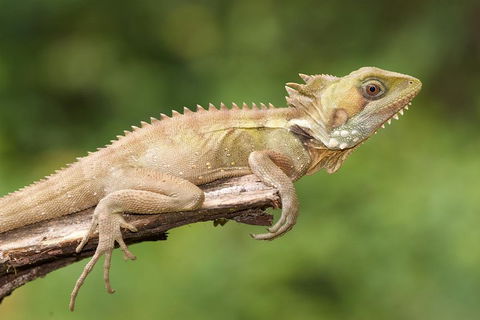 Atherton Tablelands Rain Forest By Night From Cairns - Attractions Melbourne 1