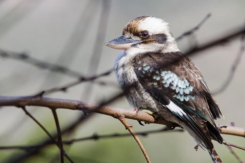 Great Ocean Road To Grampians 2 Day 1 Night Tour From Melbourne To Adelaide - Attractions Melbourne 4