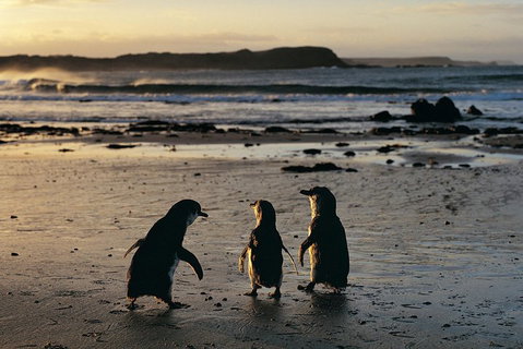 Phillip Island Penguin Parade Day Trip With Koala Conservation Reserve Visit - Attractions Melbourne 0