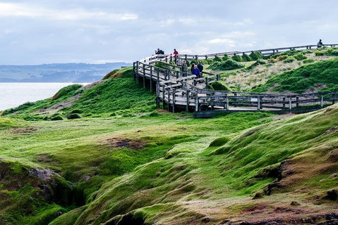 Phillip Island Penguin Parade Day Trip With Koala Conservation Reserve Visit - Attractions Melbourne 4