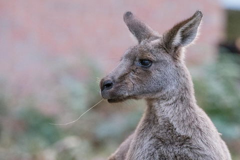 Grampians National Park With Kangaroos And MacKenzie Falls From Melbourne - Attractions Melbourne 0
