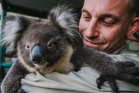 Kangaroos & Koala Encounter Experience (Half Day Private Tour) - Attractions Melbourne 0