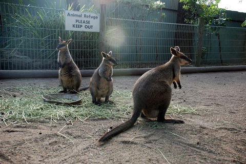 Kangaroos & Koala Encounter Experience (Half Day Private Tour) - Attractions Melbourne 2