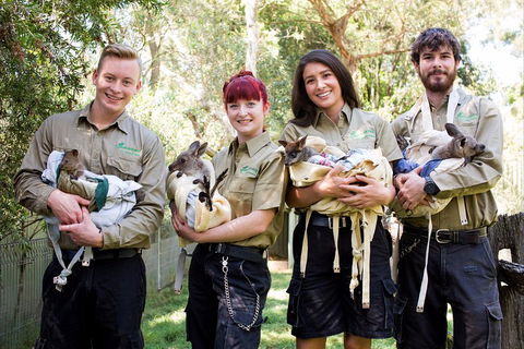 Kangaroos & Koala Encounter Experience (Half Day Private Tour) - Attractions Melbourne 3