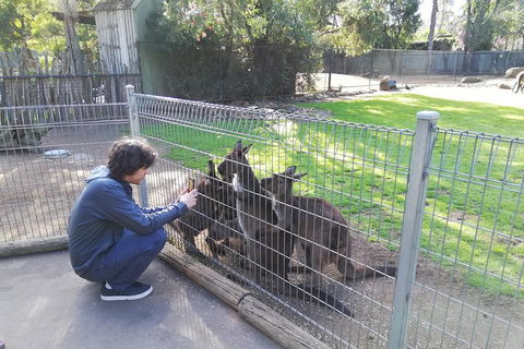 Kangaroos & Koala Encounter Experience (Half Day Private Tour) - Attractions Melbourne 4