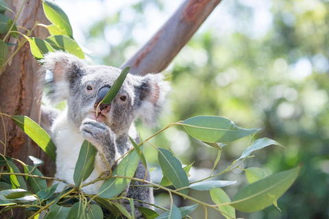 Kangaroos & Koala Encounter Experience (Half Day Private Tour) - Attractions Melbourne 5