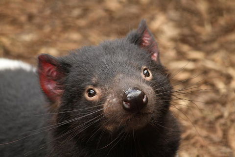 Day Tour In Mt. Field, Mt. Wellington, Bonorong Wildlife Sanctuary And Richmond - Attractions Melbourne 4