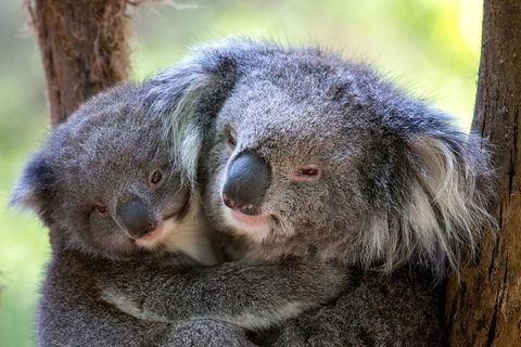 Healesville Sanctuary General Entry Ticket - Attractions Melbourne 0