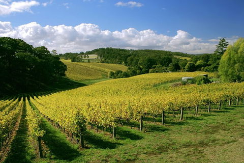 McLaren Vale And Glenelg Wine Tasting And Sightseeing (Half-day Afternoon) - Attractions Melbourne 4