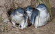 Great Ocean Road & Phillip Island - 3 Days, 2 Nights - thumb 2