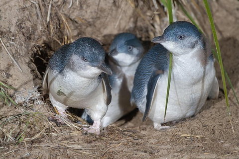 Great Ocean Road & Phillip Island - 3 Days, 2 Nights - Attractions Melbourne 2
