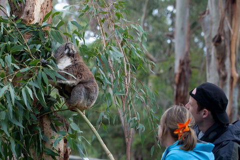 Great Ocean Road & Phillip Island - 3 Days, 2 Nights - Attractions Melbourne 4