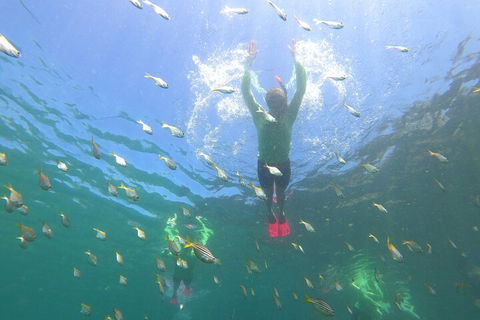 Manly Snorkel Trip And Nature Walk With Local Guide - Attractions Melbourne 0