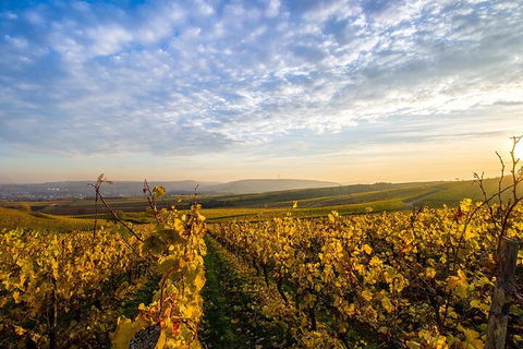 Wine Tours Sydney - Southern Highlands Day Escape, Full Day Wine Tasting Tour - Attractions Melbourne 1