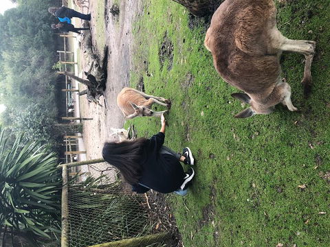 Perth Hills - Wildlife, Art & Gastronomy - Attractions Melbourne 4