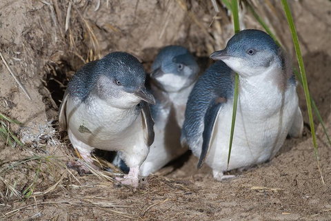 1 Day Exclusively Private Tour Of Phillip Island & The Penguin Parade - Attractions Melbourne 5