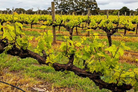 Margaret River Indulge And Discover Day Tour - Attractions Melbourne 5