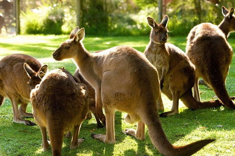 Melbourne City Card (3 Days): Visit Unlimited Attractions! - Attractions Melbourne 4