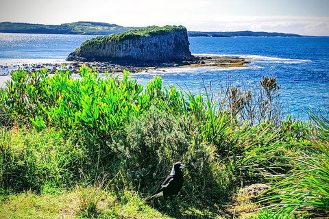 Erupting Blowholes And Ancient Rainforests With 'Personalised Sydney Tours' - Attractions Melbourne 3
