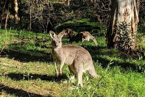 Australian Wildlife & Waterfalls Private Tour With 'Personalised Sydney Tours' - Attractions Melbourne 3