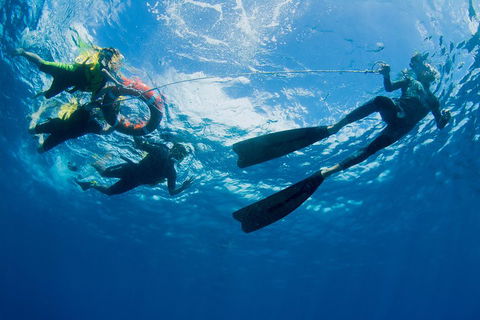Passions Of Paradise Great Barrier Reef Snorkel And Dive Cruise From Cairns By Luxury Catamaran - Attractions Melbourne 2