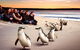 [Private Tour] â€œPenguin Paradeâ€ Phillip Island Tour. - thumb 0